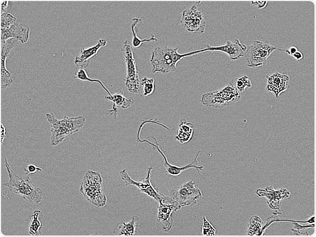 Rat Primary microglia.