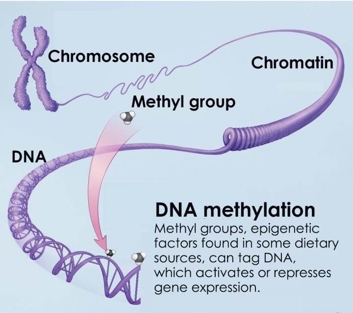 DNA methylation