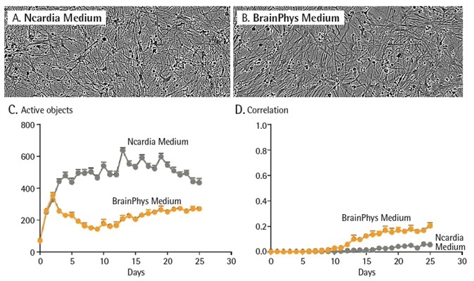 Culture conditions impact neuronal activity. Peri.4U neurons were seeded at 25K cells/wells with a co-culture of primary rat astrocytes seeded at 15K cells/well on 96-well culture plates. Neurons were infected with NeuroBurst Orange reagent at day 2. Cells were then cultured in Complete BrainPhys Medium or Neuro.4U Medium Morphology of the neurons was not affected by media differences (A and B). Active object number (C) and mean correlation (D) were plotted over 25 days in culture. Data points represent Mean ± SEM.