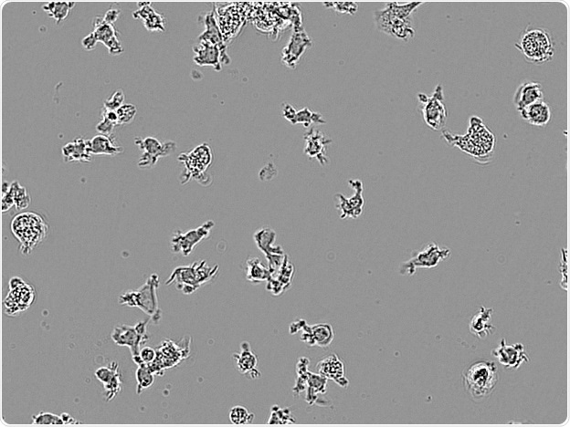 CDI IPSC-derived microglia.