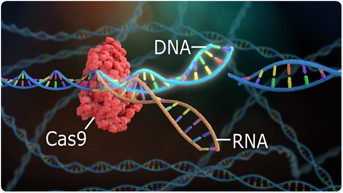 CRISPR DNA Editing. Image Credit: Nathan Devery / Shutterstock