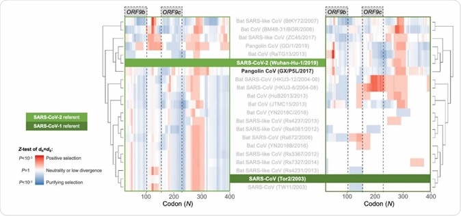 Between-species sliding window of genes overlapping N. Pairwise OLGenie analysis of the N gene across sarbecoviruses, in the ss13 reading frame. Each genome was compared with SARS-CoV-2 (left hand side) and SARS-CoV (right hand side plot).