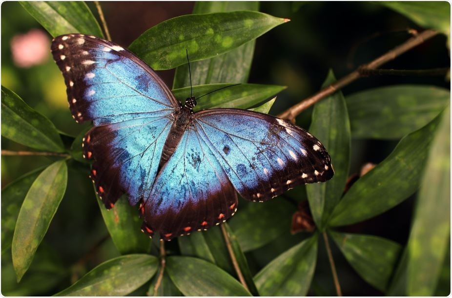 Study sheds light on how a cellular pathway in plants senses danger signals