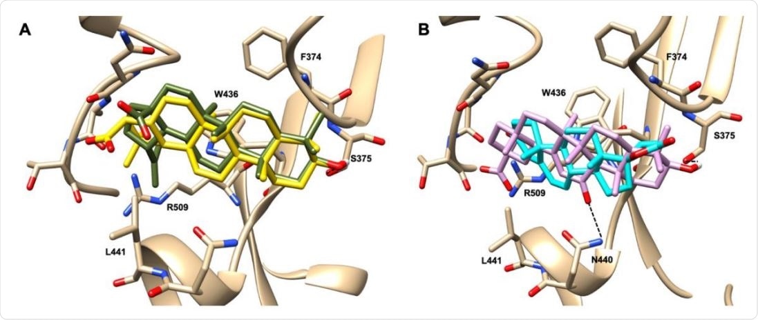 Graphical representation of the binding mode of the best compounds resulting from the screening in pocket 1. The RBD region is represented in transparent surface colored by residues hydrophobicity. Color codes are: dodger blue for the most hydrophilic regions, white, to orange-red for the most hydrophobic. (A) Betulinic acid (dark olive-green stick) and oleanolic acid (gold stick). (B) Glycyrrhetinic acid (plum stick) and potassium canrenoate (cyan stick). For clarity reasons hydrogen atoms are omitted and only interacting aminoacids are displayed in sticks.