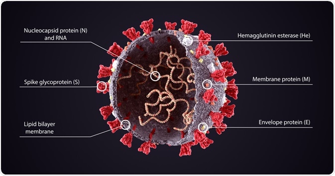 Structure of Coronavirus