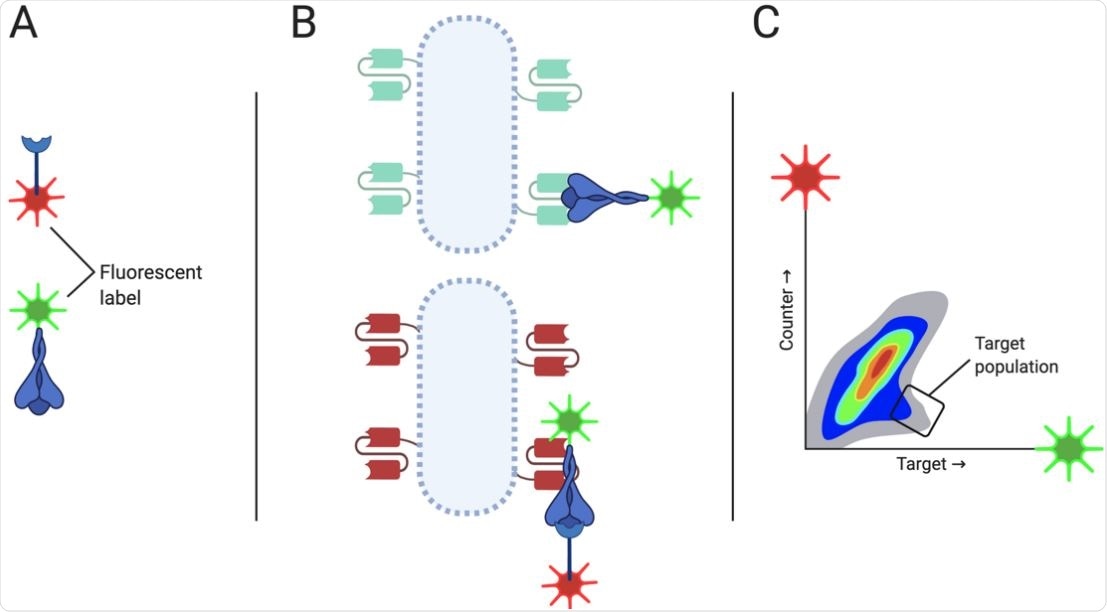 FACS strategy of screen RU167 for scFv inhibiting the SARS-CoV-2 RBD/ACE2 interaction The FACS-based screening strategy for screen RU167 to isolate antibodies that bound SARS-CoV-2 RBD and specifically inhibited co-binding of RBD to the human ACE2 protein. The viral RBD and the ACE2 protein were labeled with different fluorophores (A). Binding to cells expressing scFv clones that bound RBD and blocking the ACE2-binding site (B) would be observed and gated positively for in the FACS plot for events which were RBD-dye HIGH and ACE2-dye LOW (C).