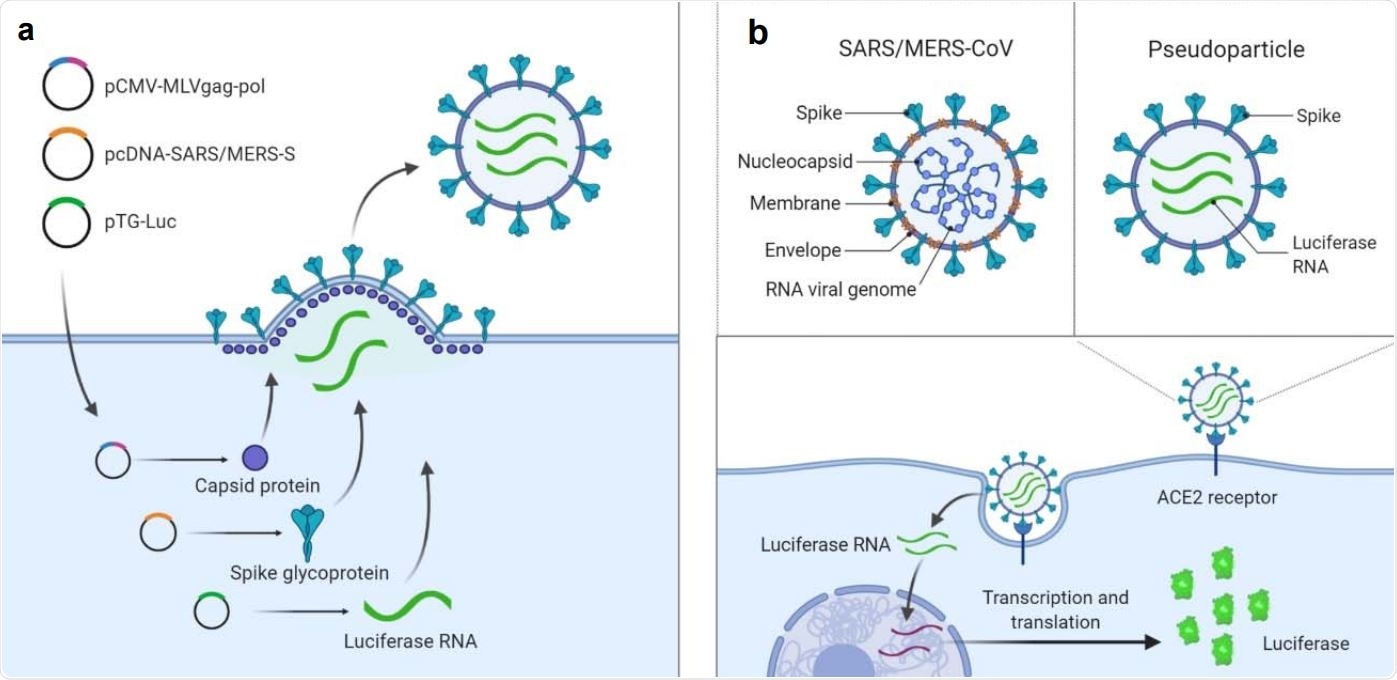 Illustration of pseudotyped particle generation and entry assay. (a) Three plasmids (pCMV-MLVgag-pol, pcDNA-SARS-S/MERS-S, and pTG-Luc) are co-transfected into HEK5 293T/17 cells. The plasmids express MLV core gag-pol polyprotein, coronavirus spike glycoproteins, and luciferase RNAs, which together assemble into pseudotyped particles. (b) Comparison of SARS/MERS-CoV and pseudotyped particle, showing shared spike proteins to facilitate entry into target cell. Once cell entry occurs, RNAs of pseudotyped particles are released into cell, where they are reverse transcribed into DNAs, integrated into the genome, and express luciferase reporter enzyme. Illustrations were made with BioRender.