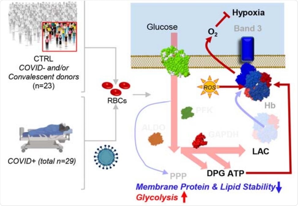 Blood cell damage in COVID-19 may compromise oxygen transport