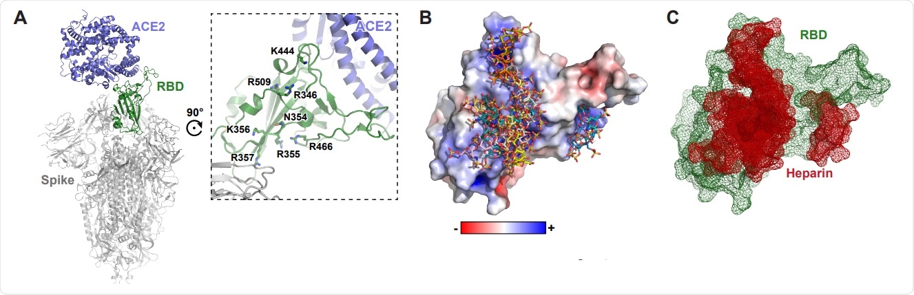 Molecular modeling of the SARS-Cov-2 spike RBD interaction with heparin. A, A molecular model of SARS CoV-2 S protein trimer (PDB: 6VSB and 6M0J) rendered with Pymol. ACE2 is shown in blue and the RBD in open conformation in green. A set of positivelycharged residues lies distal to the ACE2 binding site. B, Electrostatic surface rendering of the SARS-CoV-2 RBD (PDB: 6M17) docked with dp4 heparin oligosaccharides. Blue and red surfaces indicate electropositive and electronegative surfaces, respectively. Oligosaccharides are represented using standard CPK format. C, Mesh surface rendering of the RBD (green) docked with dp4 heparin oligosaccharides (red).