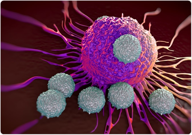 T Lymphocytes attacking cancer cell