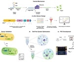Synthetic riboregulators detect SARS-CoV-2 genome parts in 40 minutes