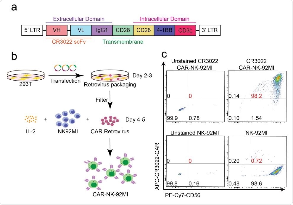 Generation of CR3022-CAR-NK92MI cells. (a) Schematic design of CR3022-CAR in SFG retroviral vector. The SFG retroviral vector contains the CR3022 single chain antibody fragment (clone 3), a human IgG1 CH2CH3 hinge region and CD28 transmembrane region, followed by the intracellular domains of co-stimulatory CD28, 4-1BB, and the intracellular domain of CD3ζ. (b) Generation of CR3022-CAR-NK cells. 293T cells were transfected with SFG-CR3022- CAR for 48-72 hours for CAR retrovirus packaging and transduced into NK92MI cells. (c) Determination of CAR expression by flow cytometry. CR3022-CAR cells were harvested after 4-5 days then stained with anti-CD56 and CAR F(ab)2 domain [IgG (H+L)] for flow cytometry.