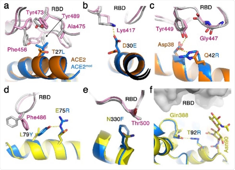 Optimized ACE2 interface for improved binding of SARS-CoV-2. The interfaces of SARS-CoV-2 RBD/human-ACE2 (grey and orange/yellow, respectively) and of the SARS-CoV-2 RBD/modified-ACE2 (pink and light blue, respectively) are shown. a. Leucine, instead of threonine in position 27, makes better Van der Waals interactions with hydrophobic residues on the SARSCoV- 2 RBD. b. Glutamic acid in position 30 of ACE2 can make a salt bridge with Lys417 of SARSCoV- 2, but not an aspartic acid that is present in the human-ACE2. c. Arginine in position 42 can form a salt-bridge with Asp38 of ACE2 to stabilize it in a configuration that allows it to make a hydrogen bond with the hydroxyl of Tyr449 from SARS-CoV-2 RBD. An arginine in this position can also assume a different rotamer that will allow it to form electrostatic interaction with the main-chain carbonyl oxygen of Gly447 of SARS-CoV-2 RBD. d. A double replacement of Leu79 and Glu75 with tyrosine and arginine respectively allows favorable interaction between Phe486 of SARS-CoV-2 RBD and Tyr79 that is stabilized through a hydrogen bond by Arg75. e. Phenylalanine in position 330 of ACE2 is predicted to pack better against the aliphatic portion of Thr500 from SARS-CoV-2 RBD. f. A replacement of Thr92 with arginine abrogates the glycosylation site on Asn90, which bears a glycan that can sterically interfere with the binding of SARS-CoV-2 RBD. An arginine in position 92 of ACE2 can form a hydrogen bond with the nearby Gln388.
