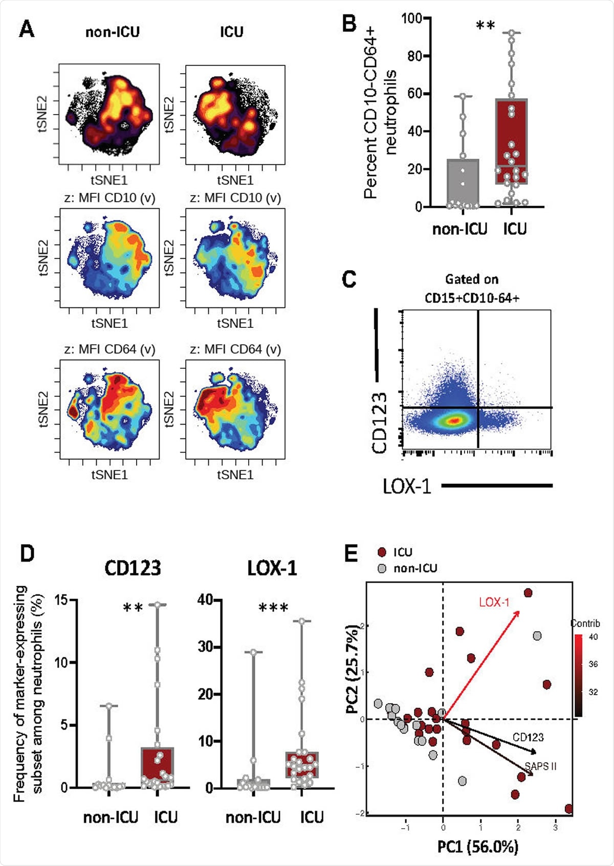 Severe COVID-19 patients displayed increased immature neutrophil subsets expressing CD123 or LOX-1. (A) viSNE analysis was performed on neutrophils from all samples with cells organized along t-SNE-1 and t-SNE-2 according to per-cell expression of CD15, CD10, CD64, LOX-1, CD123 and PD-L1. Cell density for the concatenated file of each patient’s group (ICU vs Non-ICU) is shown on a black to yellow heat scale. Neutrophils’ CD10, CD64 markers expression is presented on a rainbow heat scale in the t-SNE map of each group concatenated file. (B) Box plots representation (min to max distribution) of CD10- CD64+ neutrophil subset abundancy among total neutrophils of each group samples. (C) Representative expression of LOX1 and CD123 on CD10- CD64+ neutrophils. (D) Abundancy of CD10- CD64+ neutrophil expressing CD123 or LOX-1 in ICU and non-ICU patients’ groups. identify the median and min to max distribution. Nonparametric Mann-Whitney test was used to compare differences in cellular abundance of neutrophil subsets between groups, with significance defined by a p-value < 0.05: * for p < 0.05; ** for p < 0.01; *** for p < 0.001. (E) Principal component analysis (PCA) using LOX-1+, CD123+ CD10- CD64+ neutrophil abundancy and SAPS II variables on sample sizes:
