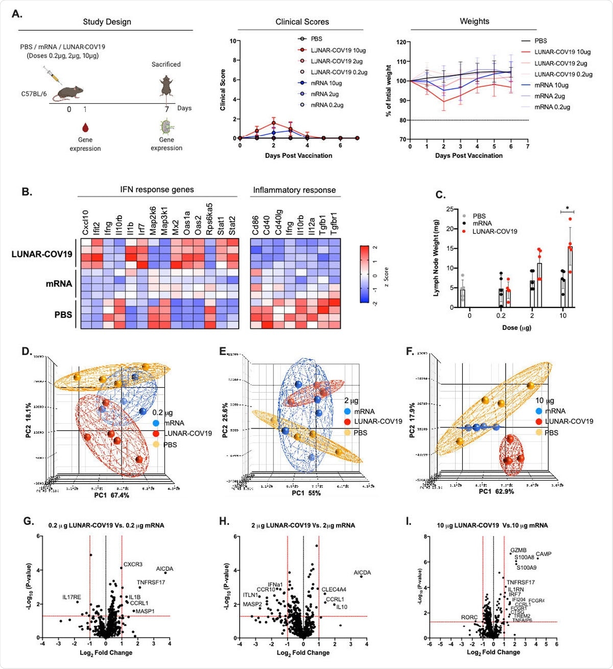 Clinical Scores, mouse weights and transcriptomic analysis of immune genes following vaccination with LUNAR-COV19 or conventional mRNA SARS-CoV-2 vaccine candidates. A) C57BL/6 mice (n=5/group) were immunized with either PBS, mRNA or LUNAR-COV19 (doses 0.2 µg, 2 µg or 10 µg), weight and clinical scores assessed every day, bled at day 1 post-immunization, sacrificed at 7 days post-vaccination and lymph nodes harvested. Gene expression of inflammatory genes and immune genes were measured in whole blood (at day 1) and lymph nodes (at day 7), respectively. B) Expression of IFN and inflammatory response genes in whole blood presented as heatmap of z scores. C) Lymph node weights at 7 days post-vaccination. Principal component analysis (PCA) of immune gene expression following vaccination with conventional mRNA or LUNAR744 COV19 at doses D) 0.2 µg, E) 2 µg and F) 10 µg. Volcano plots of fold change of LUNAR745 COV19 versus conventional mRNA (x-axis) and Log10 P-value of LUNAR-COV19 versus conventional mRNA (y-axis) for doses G) 0.2 µg, H) 2 µg and I) 10 µg. Study design schematic diagram created with BioRender.com. Weights of lymph nodes were compared between groups using a two-tailed Mann-Whitney U test with * denoting 0.05<0.01.