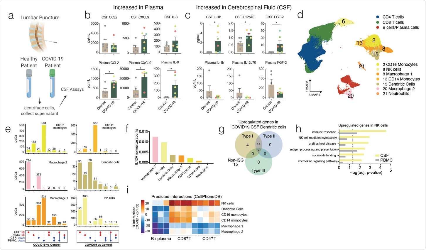Distinct immunological landscape of COVID-19 patient’s CSF versus PBMC. (a) Schematic of study design. CSF and blood was collected from healthy and COVID-19 patients and cells were collected along with the CSF supernatant and plasma for downstream analysis. (b and c) Luminex based cytokine profiling of CSF (Top row) and plasma (Bottom row) of control and COVID-19 patients. b, cytokines significantly increased in plasma of COVID-19 patients but not in the CSF. c, cytokines significantly increased in CSF of COVID-19 patients but not in the plasma. Color of dots indicate unique patient identity(d) UMAP projection of 10x single cell RNA-sequencing of CSF and PBMC of healthy and COVID-19 patients. (e) UpSet plot showing differentially expressed genes (DEGs) in innate immune cells of COVID-19 patients versus healthy patients in CSF and PBMC. (f) Normalized counts of IL12A transcripts on a population level for innate immune cells. (g) Interferome analysis of upregulated differentially expressed genes in dendritic cells of COVID-19 patient CSF compared to healthy patient CSF. (h) Gene ontology enrichment of genes upregulated in NK cells of COVID-19 patients in both the CSF and PBMC. (i) CellPhoneDB analysis of interaction between innate immune cells and adaptive immune cells by clustering shown in Fig 1d. Number of interactions between the cells in the CSF of COVID-19 patients were subtracted by the number of interactions in the CSF of control patients to derive the heatmap. Cytokine data is derived from n = 6 for control and COVID-19 CSF, and n = 5 for control and COVID-19 plasma. Single cell RNA-seq is derived from a total of 16 libraries generated by us, and 8 additional controls from a previously published data set (n = 3 for control CSF and PBMC, n = 5 for COVID-19 CSF and PBMC, and n = 8 from Gate et al 2020). Two-tailed unpaired t-test was performed (*, P<0.05).