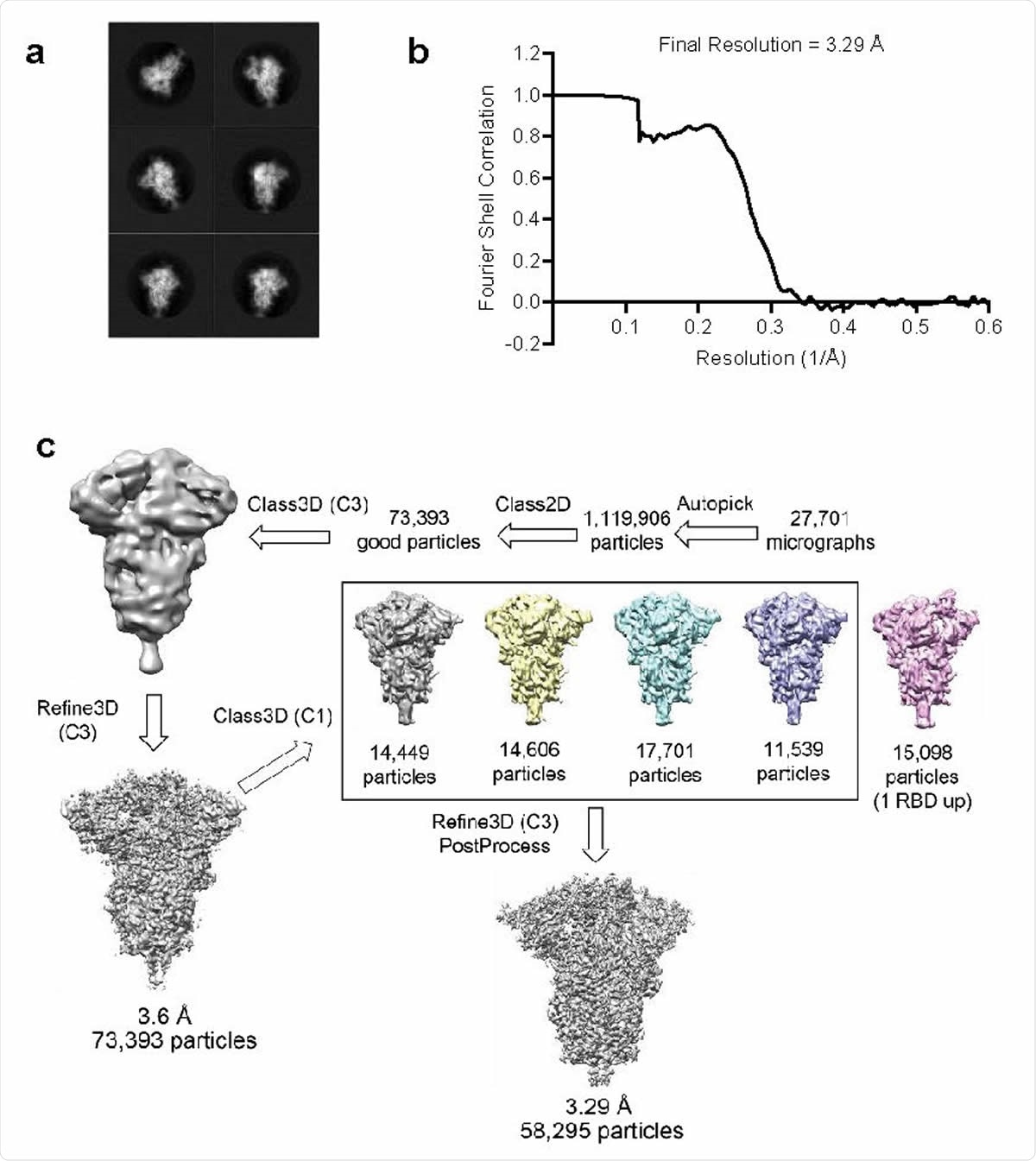 Structure analysis of BNT162b2-encoded P2 S by cryo-electron microscopy a, 2D class averages of TwinStrep-tagged P2 S particles extracted from cryo-EM micrographs.. Box edge: 39.2 nm in each dimension. b, Fourier shell correlation curve from RELION gold-standard refinement of the P2 S trimer. c, Flowchart for cryo-EM data processing of the complex.