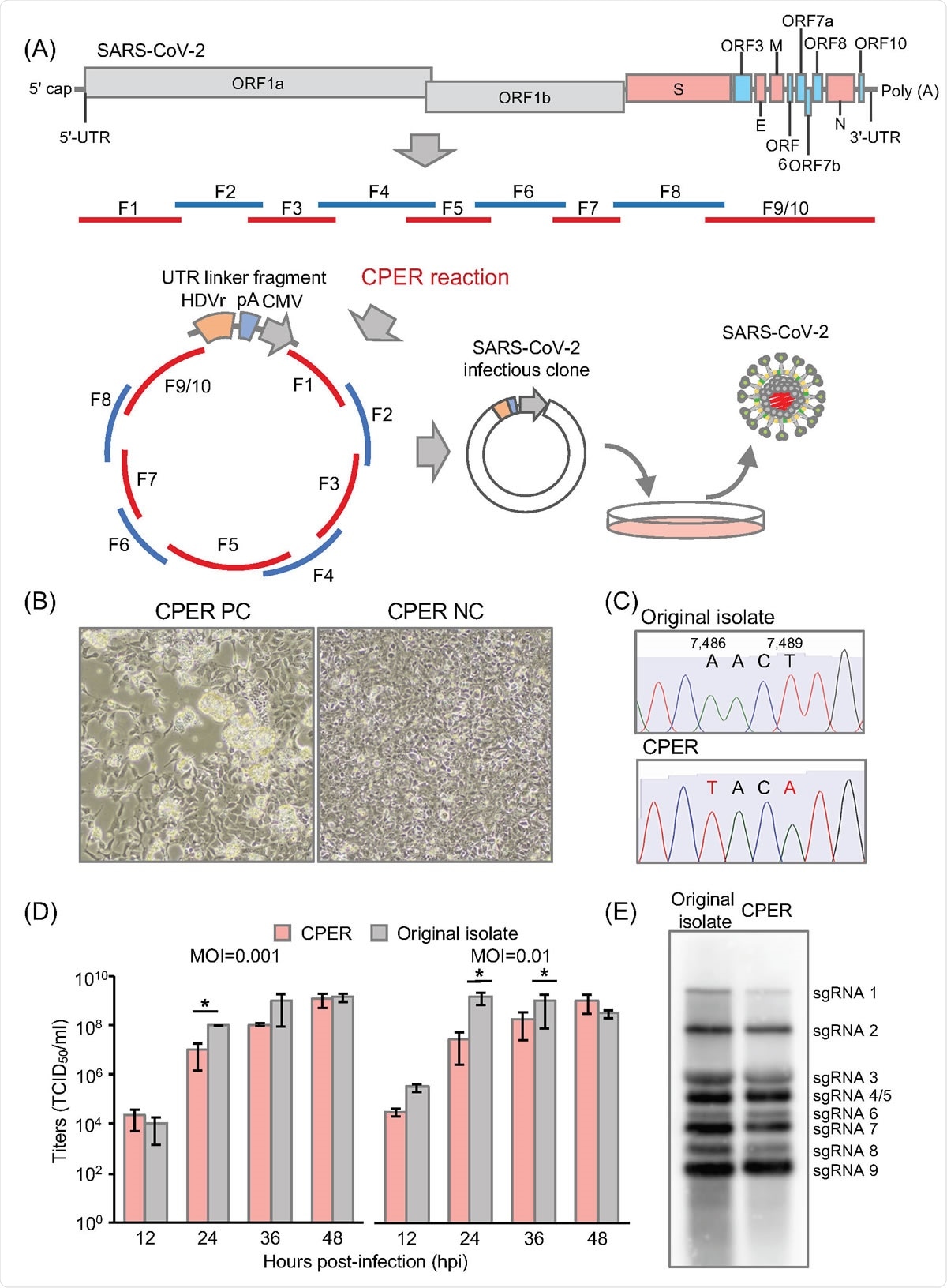 Establishment of CPER-based reverse genetics for SARS-CoV-2. (A) Schematic representation of a CPER approach for the generation of recombinant SARS-CoV-2. A total of 9 fragments (F1to F8, and F9/10) covering the full-length of the SARS-CoV-2 genome were amplified, then assembled with a UTR linker fragment including the HDVr, the BGH polyA signal and the CMV promoter by CPER. The resulting CPER products were transfected into the susceptible cells. (B) HEK293-3P6C33 cells were transfected with the CPER product and the bright field image was acquired at 7 days post-transfection (dpt) (left). As a negative control, the CPER product obtained without fragment F9/10 was transfected into cells and the bright field image was obtained at 7 dpt (right). (C) Genetic markers (2 silent mutations, A7,486T and T7,489A) in the recombinant SARS-CoV-2 genome. (D) Comparison of the growth kinetics of the recombinant SARS-CoV-2 generated by CPER with that of the original isolate. VeroE6/TMPRSS2 cells were infected with the viruses (MOI=0.001 or 0.01), and infectious titers in the culture supernatants of the SARS-CoV-2-infected cells were determined by TCID50 assay from 12 to 48 hours post-infection (hpi). (E) Northern blot analyses of subgenomic RNAs. RNAs extracted from cells infected with the parental virus and the recombinant SARS-CoV-2 recovered by CPER were subjected to Northern blot analyses.