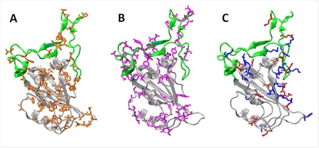 Subdomains and distribution of residue types on RBD . The Core (gray) and the RBM (green) regions are shown. Panels A, B, and C, shows the non-polar residues (orange: A, C, G, I, L, M, F, P, W and V), polar (violet: N, Q, S, T and Y), and charged residues (blue: basic K, R and H, red: acid D and E), respectively. To build the models we used the chain E of pdb structure 6m0j.