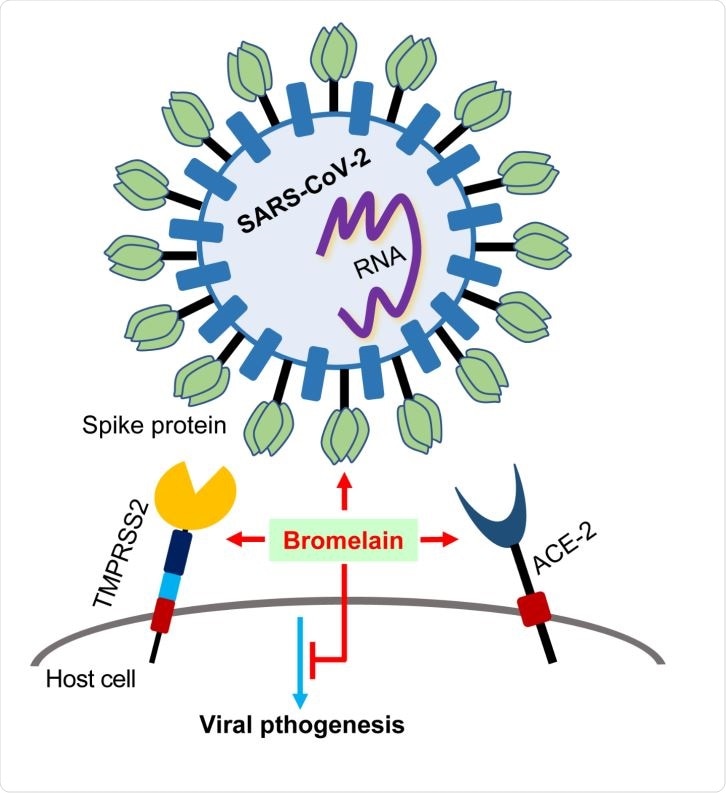 Bromelain inhibits / cleaves the expression of ACE-2 and TMPRSS2, it cleaves / degrades SARS-CoV-2 spike protein and inhibits S-Ectodomain binding and SARS-CoV-2 infection.