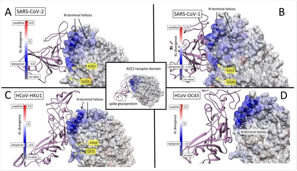 Color maps of dampened atom fluctuations in human ACE2 receptor protein due to the binding of betacoronavirus spike glycoprotein. Shift in atom fluctuations were calculated as the signed symmetric Kullback-Leibler divergence (i.e. relative entropy) of distributions the root mean square time deviations (rmsf or FLUX) for residue averaged protein backbone atoms (i.e. N, Cα, C and O) for ACE2 in its spike bound versus unbound dynamic state. The (A) SARS8 CoV-2 (COVID19) interaction model with ACE2 model (PDB: 6m17) was used as a structural alignment template to model the potential interactions of other human betacoronavirus spike glycoproteins (B) SARS CoV-1 from PDB: 6acg (C) HCoV-HKU1 from PDB: 5gnb, and (D) HCoV11 OC43 from PDB:6ohw. After 1ns of heating and equilibration, the molecular dynamics for the viral bound and unbound states were each sampled over 200 production runs at 0.2ns in charge neutralized explicit solvent periodic boundary conditions at temperature of 300K and pressure of 1 atmosphere. Note: blue mapping indicates dampening of atom motion while red indicates amplification of motion.
