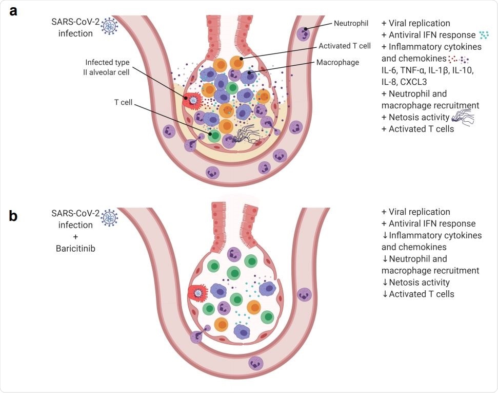 SARS-Cov-2 infection in rhesus macaques results in an accumulation of inflammatory macrophages and neutrophils in the lower airway. These airway macrophages produce high amounts of inflammatory cytokines and neutrophil-attracting chemokines and show upregulated Type I interferon signaling. Neutrophil NETs and the inflammation induced by SARSCoV-2 infection both contribute to lung pathology. (b) Baricitinib treatment reduced the levels of macrophages producing inflammatory cytokines and neutrophil-attracting chemokines, decreased the infiltration of neutrophils into the lung and reduced T cell activation. The Netosis activity of neutrophils was also reduced. In treated animals, the antiviral interferon response was maintained, viral replication was not impacted, and lung pathology was mild.