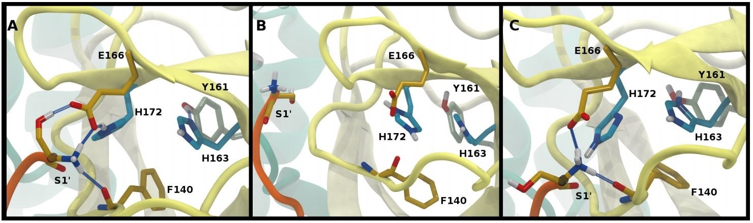 Hydrogen bonding in the S1 pocket. Example configurations of A) HD41-HE164 characteristic of robust S1 pocket interactions, B) HE41-HD164-HP172 illustrating the rupture of the S1’-Glu166 interaction and loss of the His163-Tyr161 hydrogen bond, and C) HE41-HP163-HD164 depicting the loss of the Tyr161 hydrogen bond donation and the His172-Glu166 interaction.