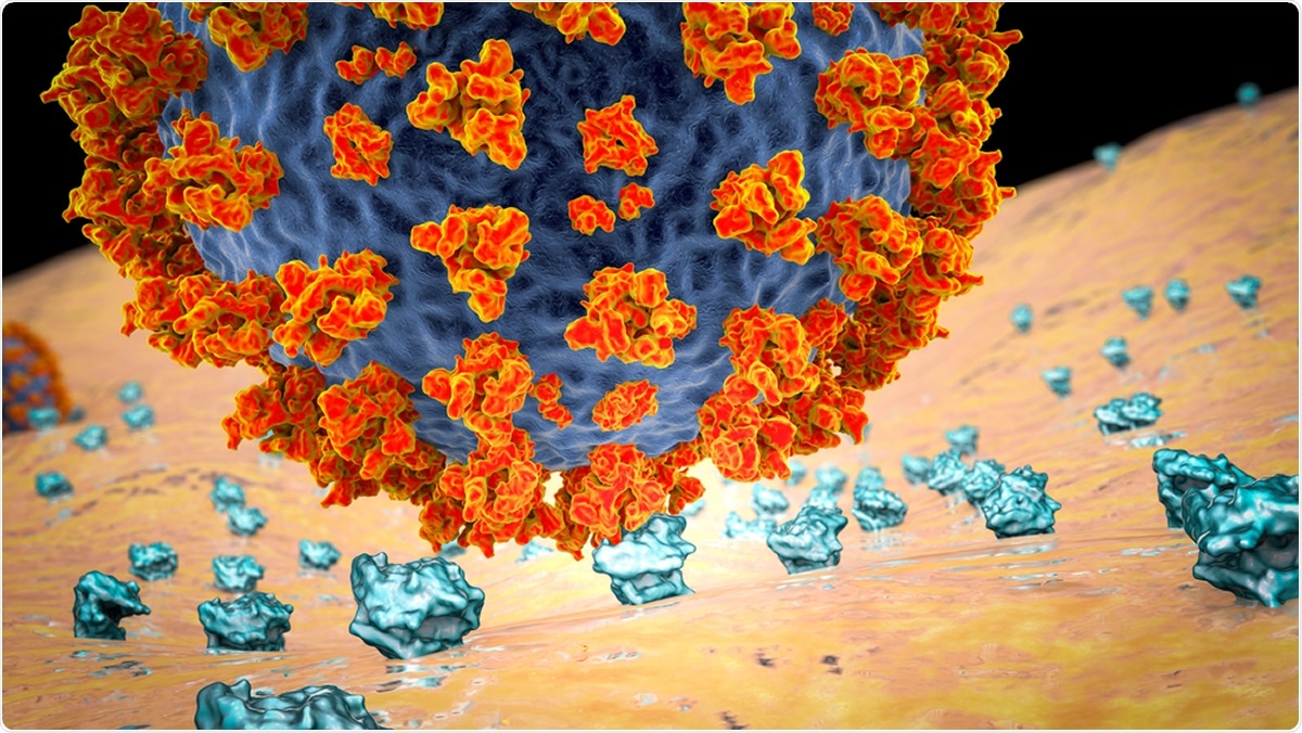 SARS-CoV-2 virus binding to ACE2 receptors on a human cell, the initial stage of COVID-19 infection. Illustration Credit: Kateryna Kon / Shutterstock