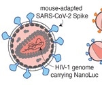Optimal antibody combinations and Fc binding inhibit SARS-CoV-2 in vivo