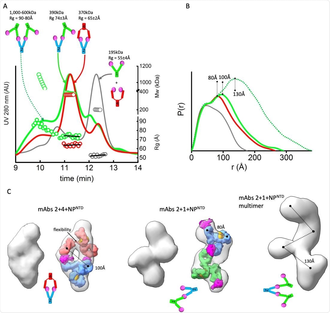 MAbs linear or sandwich pairing depends on inherent flexibility. A) SEC-MALS-SAXS chromatograms for the mAb1-2-NPNTD (green), mAb2-4-NPNTD (red) and mAb1-4-NPNTD (gray) samples. Solid lines represent the UV 280nm signal in arbitrary units, while symbols represent molecular mass (top) calculated from MALS and Rg values (bottom) for each collected SAXS frame versus elution time. B) P(r) functions calculated for the experimental SAXS curves for the main SEC peak of mAb1-2-NPNTD (green), mAb2-4-NPNTD (red), mAb1-4-NPNTD (gray), and early SEC shoulder of mAb1-2-NPNTD (green dots). The P(r) functions are normalized at the