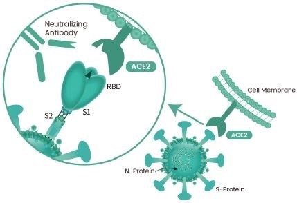 The mechanism of action of SARS-CoV-2 RBD neutralizing antibody.