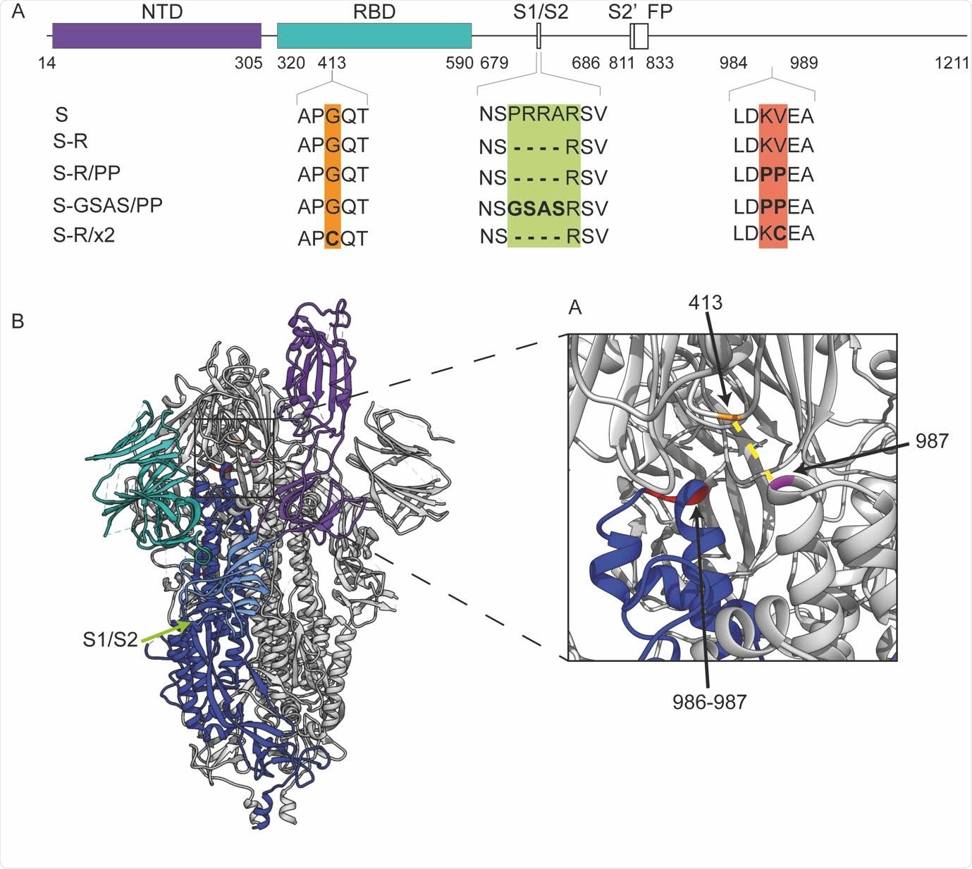 Design of constructs. A. Overview of constructs used in the study indicating the positions where residues have been mutated. B. An overview of the trimeric spike structure indicating the positions of the mutated residues. The insertion of cysteine residues at positions 413 and 987 leads to the formation of a disulphide bond (dotted yellow line in inset) that arrest S in the closed prefusion form.
