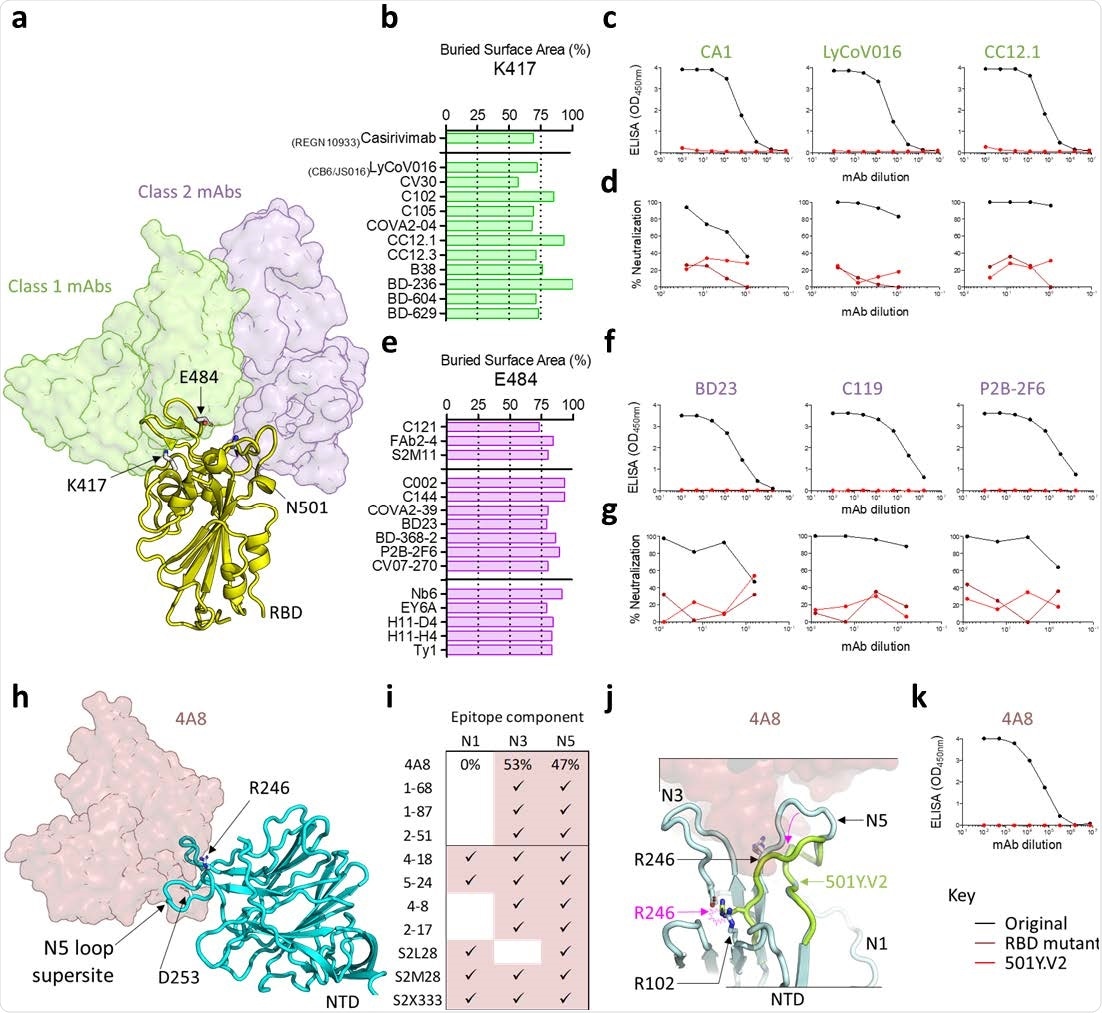 SARS-CoV-2 501Y.V2 is resistant to monoclonal antibodies to both RBD and NTD a. A structure of the SARS-CoV-2 RBD is shown in yellow cartoon view, modelled in complex with a representative neutralizing antibody from class 1 (CV30) and class 2 (C104). The VH domains of the representative class 1 antibody are shown in translucent green surface view, while those of the class 2 antibody are shown in translucent purple. The side chains of residues K417, E484, and N501 are indicated with arrows. b. A plot showing the percentage of accessible surface area for the RBD K417 side chain (x-axis) that is buried in the paratopes of several class 1 neutralizing antibodies (listed on the y-axis). VH3-53/66 antibodies are separated below the horizontal line. c. ELISA binding curves for antibodies CA1, LyCoV016, and CC12.1 to the original RBD (black) or the 501Y.V2 RBD (red). d. Neutralization curves for the same antibodies shown in c, against the original virus (black), 501Y.V2 (red), or a chimeric construct that includes only the RBD mutations K417N, E484K, and N501Y (maroon). e. Percentage of accessible surface area for the RBD E484 side chain (x-axis) that is buried within the paratopes of several class 2 neutralizing antibodies (listed on the y-axis). VH1-2 (top) or VH-diverse (middle) antibodies, and nanobodies (bottom) are separated with the horizontal lines. f. ELISA binding curves for antibodies BD23, C119, and P2B-2F6 to the original RBD (black) or the 501Y.V2 RBD (red). g. Neutralization curves for the same antibodies shown in (f), against the original virus (black), 501Y.V2 (red), or the chimeric RBD construct (maroon). h. A structure of the SARS-CoV-2 NTD is shown in cyan cartoon view, modelled in complex with a VH1-24 neutralizing antibody 4A8 (shown in translucent maroon). The N5-loop supersite, and side chains of residues R246 and D253 are indicated with arrows. i. The relative percent contribution of NTD loops N1, N3, and N5 to the 4A8 epitope were calculated, and contributions for additional NTD-directed neutralizing antibodies are shown. j. Modelling of the 501Y.V2 Δ242-244 deletion (lime green cartoon view), in the context of the 4A8 epitope. NTD loops N1, N3, and N5 are shown and the position of R246 in the original NTD or 501Y.V2 NTD is labelled with black or pink, respectively. The minimum displacement for 501Y.V2 loop N5, and the accompanying clash with R102 are indicated with the pink arrows. k. ELISA binding curves for 4A8 to the original NTD (black) or the 501Y.V2 NTD (red).