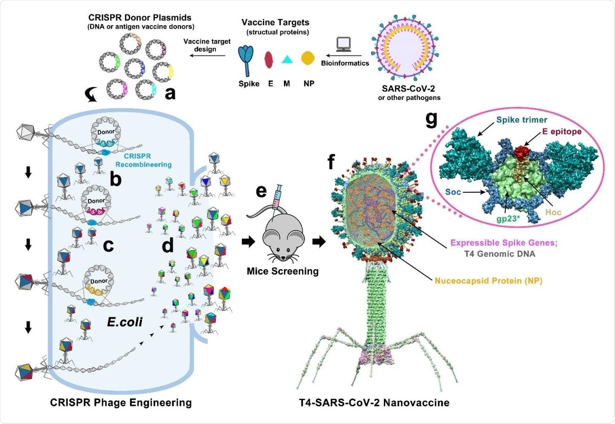 Design of T4-SARS-CoV-2 nanovaccine by CRISPR engineering. Engineered DNAs corresponding to various components of SARS-CoV-2 virion are incorporated into bacteriophage T4 genome. Each DNA was introduced into E. coli as a donor plasmid (a), recombined into injected phage genome through CRISPR-targeted genome editing (b). Different combinations of  CoV-2 inserts were then generated by simple phage infections and identifying the recombinant phages in the progeny (c). For example, recombinant phage containing CoV-2 insert #1 (dark blue) can be used to infect CRISPR E. coli containing Co-V2 insert containing donor plasmid #2 (dark red). The progeny plaques obtained will contain recombinant phage #3 with both inserts #1 and #2 (dark blue plus dark red) in the same genome. This process was repeated to rapidly construct a pipeline of multiplex T4-SARS-CoV-2 vaccine phages (d). Selected vaccine candidates were then screened in a mouse model (e) to identify the most potent vaccine (f). Structural model of T4-SARS-CoV-2 Nanovaccine showing an enlarged view of a single hexameric capsomer (g). The capsomer shows six subunits of major capsid protein gp23* (green), trimers of Soc (blue), and a Hoc fiber (yellow) at the center of capsomer. The expressible spike genes are inserted into phage genome, the 12 aa E external peptide (red) is displayed at the tip of Hoc fiber, S-trimers (cyan) are attached to Soc subunits, and nucleocapsid proteins (yellow) are packaged in genome core. See Results, Materials and Methods, and Supplementary Video for additional details.