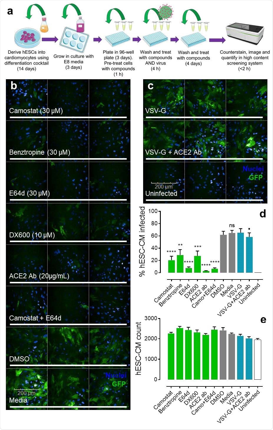 Pseudotyped lentiviral infection in hESC-CMs. a, Schematic showing the experimental workflow in brief for generating human embryonic stem cell-derived cardiomyocytes (hESC-CMs) and taking them into the pseudotyped lentiviral infection drug screen before conducting quantitative imaging (see methods for further details). Schematic was generated using templates from Servier Medical Art. b, Representative fluorescent confocal images (n=2 independent experiments performed in triplicate) of hESC-CMs pre-treated with small molecule inhibitors (camostat, benztropine, E64d), peptide antagonist (DX600), or antibody (ACE2 Ab) targeting protein components involved in SARS-CoV-2 infection. Control cells were treated with DMSO (0.6 %) or media. Cells were treated with drugs for 1 h before incubation with SARS-CoV-2 spike pseudotyped GFP-expressing (green) lentivirus for 4 h. After removal of viral particles, cells were washed and maintained in the presence of drugs for 5 days before fixation with 4 % formaldehyde and staining with Hoechst 33342 nuclear marker (blue). Scale bar shows 200 μm. c, Representative fluorescent confocal images (n=2 independent experiments performed in triplicate) of control human embryonic stem cell-derived cardiomyocytes (hESC-CMs) treated with VSV-G pseudotyped GFP-expressing (green) lentivirus, in the absence (upper) or presence (middle) of antibody (ACE2 Ab). Uninfected controls were not treated with viral particles (bottom). Again, cells were stained with Hoechst 33342 nuclear marker. d, Graphical data showing the percentage of observed hESC-CMs infected with either SARS-CoV-2 spike or VSV-G (control) pseudotyped lentivirus in the presence of drugs or DMSO (0.6 %) as indicated. Uninfected cells were not treated with viral particles. ** = p<0.005; *** = p<0.0005; **** = p<0.00005; and ns = no significant difference (as determined by one-way ANOVA) for each condition versus the DMSO treated control cells. ⚫ = no significant difference for condition versus the VSV-G control. e, Graphical data showing the overall count of observed hESC-CMs for each condition, as indicated. No condition showed a count significantly different (as determined by one-way ANOVA) from the DMSO treated control cells.