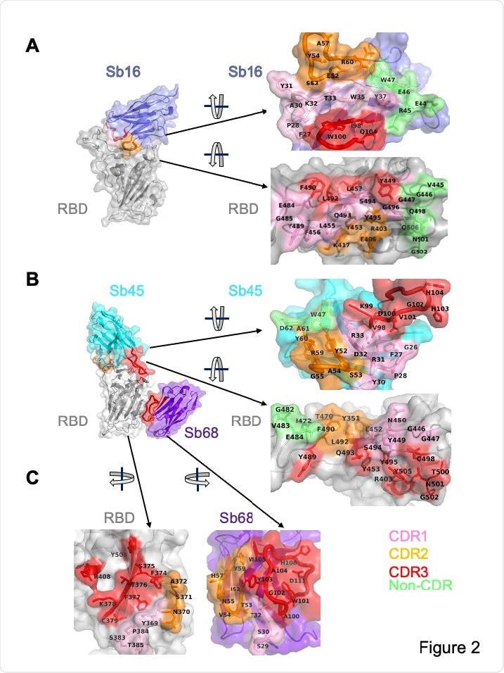 Interface and interaction of Sb16-RBD, (B) Sb45-RBD and (C) Sb68-RBD. CDR1, CDR2, CDR3 regions are painted pink, orange and red respectively. Additional non-CDR region contacting residues are colored lime. On the RBD surface, the epitopic residues that contact the sybodies are colored according to the sybody CDR.