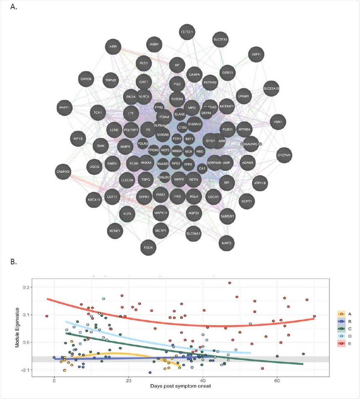 In peripheral blood cells FV is co-expressed with a module of genes expressed in neutrophils, and expression of the module correlates with severity of Covid-19 A. Weighted gene co-expression network analysis identified a module containing group of genes co366 expressed with FV. In this module FV is a hub gene and its expression correlates strongly with genes expressed in neutrophils. The lines are colour coded to show relationships. Purple: Gene known to be co-expressed in existing gene databases. Orange: Predicted functional relationships between  genes. Pink: Proteins known to be linked. Turquoise: Genes present in a shared annotated pathway. Blue: Genes expressed in the same tissue. B. Mixed-effects model with quadratic time trend showing the longitudinal expression of the FV module over time, grouped by severity. Grey band indicates the interquartile range of HCs. A significant effect of time versus severity group interaction term (p = 0.0047) indicates that disease severity has a significant effect on longitudinal expression. A, HCW screening asymptomatic; B, HCW screening symptomatic; C, hospitalised mild disease; D, hospitalised requiring oxygen; E, hospitalised, intensive care.