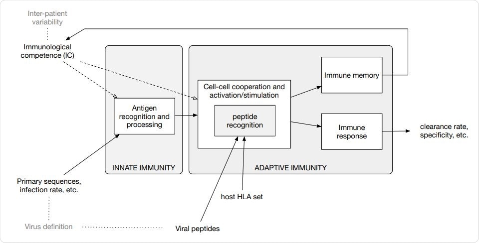 Diagram of the in-silico model components and accepted input. The model embodies functions to calculate the clonal affinity to precomputed viral peptides of the selected pathogen (defined by its primary sequence) with respect to a specific HLA set. The population-dynamics of the elicited lymphocytes clones, resulting from the infection by the SARS-CoV-2, provides a varying degree of efficiency of the immune response which, as it turns out, correlates with the parameters defining both the immunological competence (IC) of the virtual host and the virus definition.