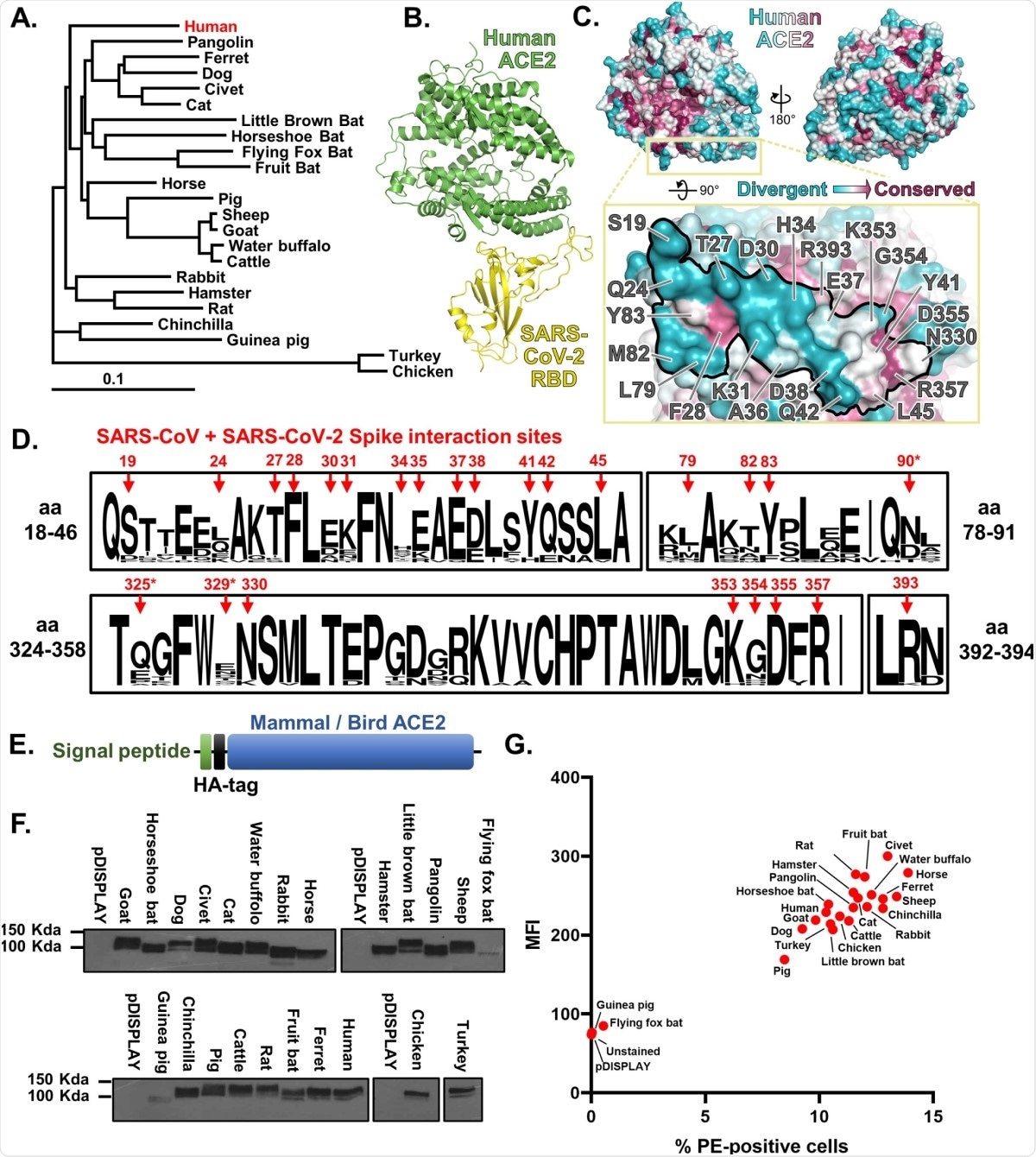 The SARS-CoV-2 binding site on ACE2 is highly variable. (A) A phylogenetic tree of ACE2 proteins assembled using the neighbor-joining method [51] conducted in MEGA7 (Temple University, USA) [52] with ambiguous positions removed. The tree is drawn to scale, and support was provided with 500 bootstraps. (B) Structure of human ACE2 ectodomain (green) in complex with the RBD of SARS-CoV-2 [10]. (C) Conservation of mammalian ACE2 amino acid residues, estimated from site-specific evolutionary rates [50], mapped onto the surface of the ACE2 ectodomain [10], and coloured from blue (divergent) to purple (conserved) and presented in 2 orientations. Inset depicts the SARS-CoV-2 binding region of ACE2 (outlined), with residues that contact the SARS-CoV-2 RBD highlighted [6]. (D) WebLogo (University of California, Berkeley, USA) [53] plots summarising the amino acid divergence within the mammalian and bird ACE2 sequences characterised in this study. The single letter amino acid (aa) code is used with the vertical height of the amino acid