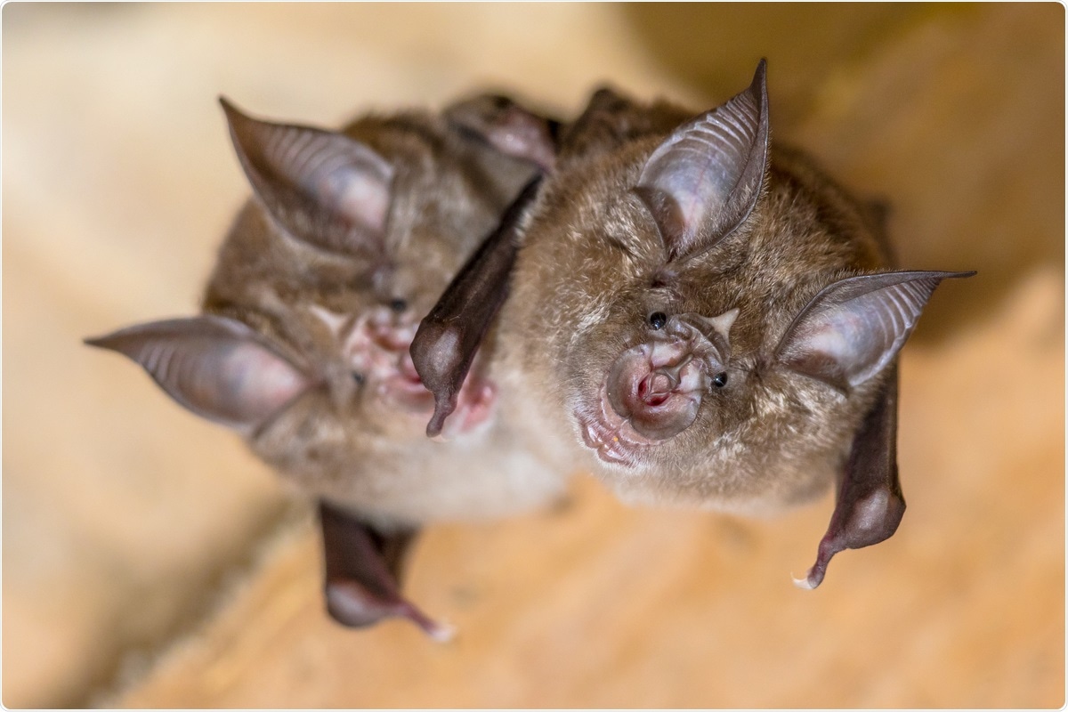 Study: A novel SARS-CoV-2 related coronavirus in bats from Cambodia. Image Credit: Rudmer Zwerver / Shutterstock