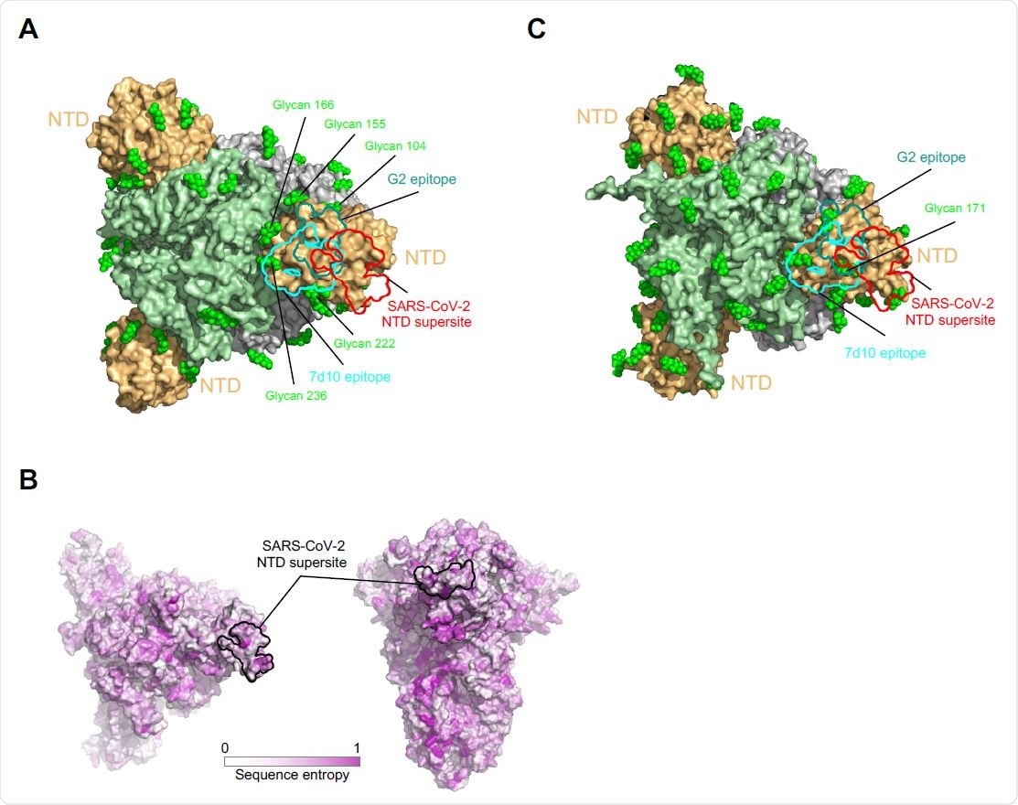 NTD supersite on MERS betacoronaviruses. (A) Epitopes of MERS NTD antibodies target a site closer to the trimer axis. Borders of epitopes of antibody G2 and 7d10 are colored teal and cyan, respectively. SARS-CoV-2 NTD supersite is show as red boundary line. Glycans are shown as green spheres. (B) Spike sequence entropy between betacoronaviruses. (C) NTD of HKU1 spike is substantially glycosylated.