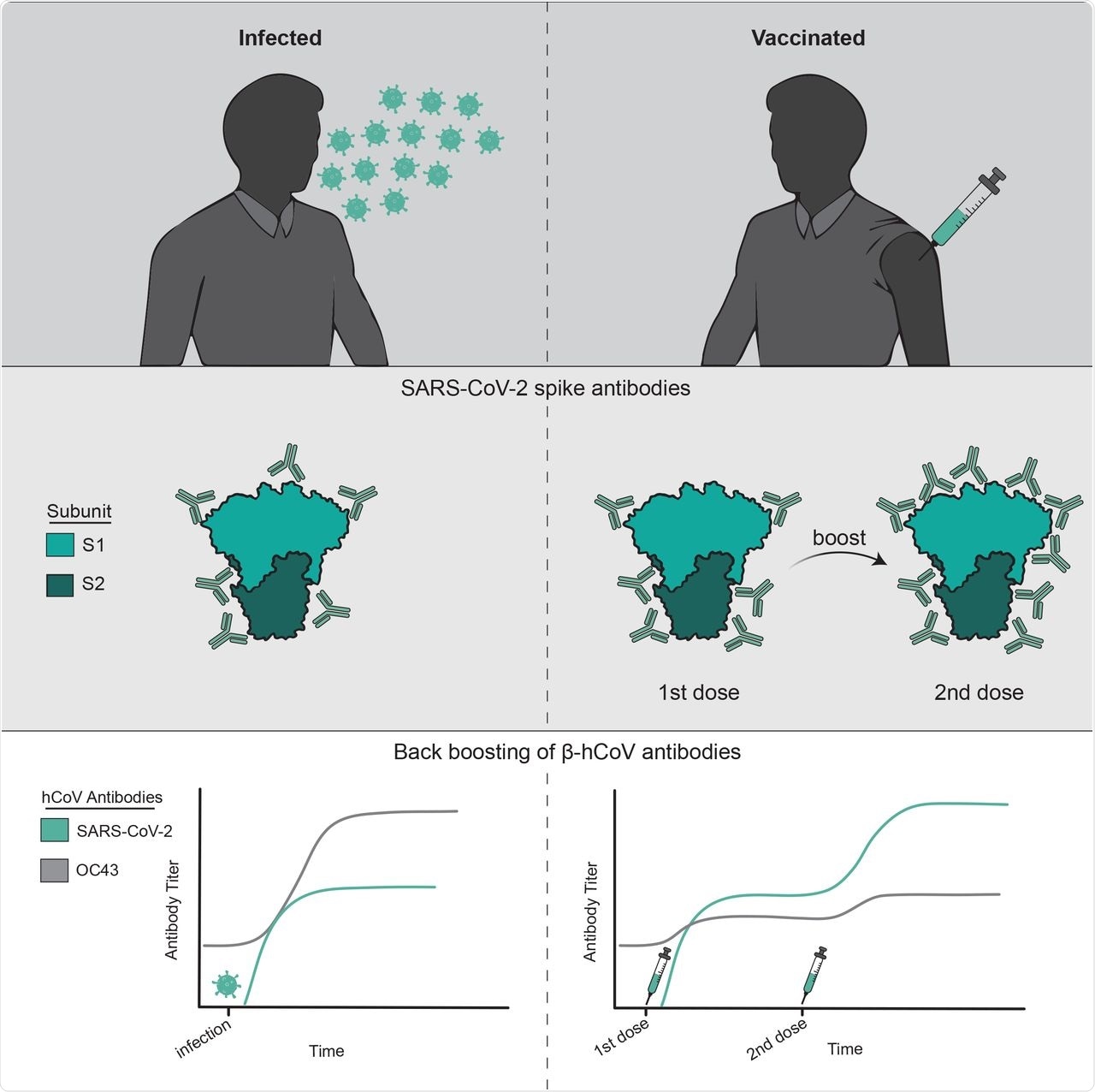 Study: SARS-CoV-2 infections elicit higher levels of original antigenic sin antibodies compared to SARS-CoV-2 mRNA vaccinations