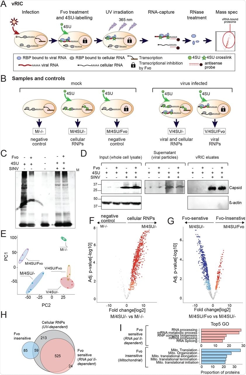 vRIC implementation in SINV infected cells. A) Schematic of the viral RNA interactome capture (vRIC) workflow.  B) Schematic of the different experimental conditions and controls used in the study.  C) Sliver staining analysis of vRIC eluates with the experimental setting outlined in B.  D) Immunoblotting of SINV capsid in whole cell lysates, supernatant and vRIC eluates, using β-actin as control.  E) Principal component analysis of vRIC experimental and controls after proteomic analysis.  F and G) Volcano plots showing the fold change(log2) and adjusted p-value of each protein (dot) in the M/-/- versus M/4SU/- (F) and M/4SU/- versus M/4SU/Fvo (G) comparisons. Proteins enriched within 1% FDR are coloured in red and blue and those within 10% FDR in orange and cyan.  H) Venn diagram comparing the proteins significantly enriched in each of the comparisons in F-G. These groups are classified: UV-dependent RBPome (M/-/- vs M/4SU/-), Fvo-sensitive (enriched in M/4SU/- over M/4SU/Fvo, cRNPs) and Fvo- insensitive (enriched in M/4SU/Fvo over M/4SU/-, mitoRNPs).  I) Top enriched Gene Ontology (GO) terms for Molecular processes in Fvo-sensitive and Fvo-insensitive RBP sets.