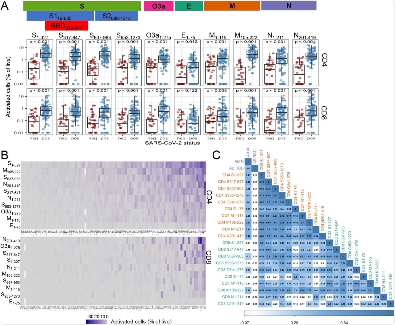 Functional CD4 and CD8 T-cell responses against the SARS-CoV-2 peptide pools (A) Functional CD4 and CD8 T-cell responses against the structural SARS-CoV-2 proteins Spike (S), Envelope (E), Membrane (M) and Nucleocapsid (N) and the non-structural protein ORF3a (O3a) in COVID-19 convalescent (n=96; SARS-CoV-2 pos) and healthy control samples (n=33, including 14 pandemic (SARS-CoV-2 neg) and 19 pre-pandemic) assessed after PBMC stimulation with peptide pools (overlapping 15-mers) measured by expression of activation markers CD134+CD137+ and CD69+CD137+ on live CD4 and CD8 T cells, respectively (schematic outline of assay setup and gating strategy in Suppl Fig. 2A+B). Wilcoxon test was used to compare response levels between groups and a significant difference was observed for most pools (p < 0.001), as indicated.  (B) Heatmap of individual CD4 and CD8 T-cell responses for each COVID-19 convalescent (n=96). Convalescents are sorted from lowest to highest overall response (columns: sum of response to all antigens). Antigens are sorted based on overall responses in patients (rows).  (C) Pairwise associations between antibody responses and functional CD4 and CD8 T-cell response to peptide pools (Spearman correlation). Tiles were colored by the magnitude of response where the correlation was statistically significant (FDR<0.01); for tiles with white background the correlation was not statistically significant.