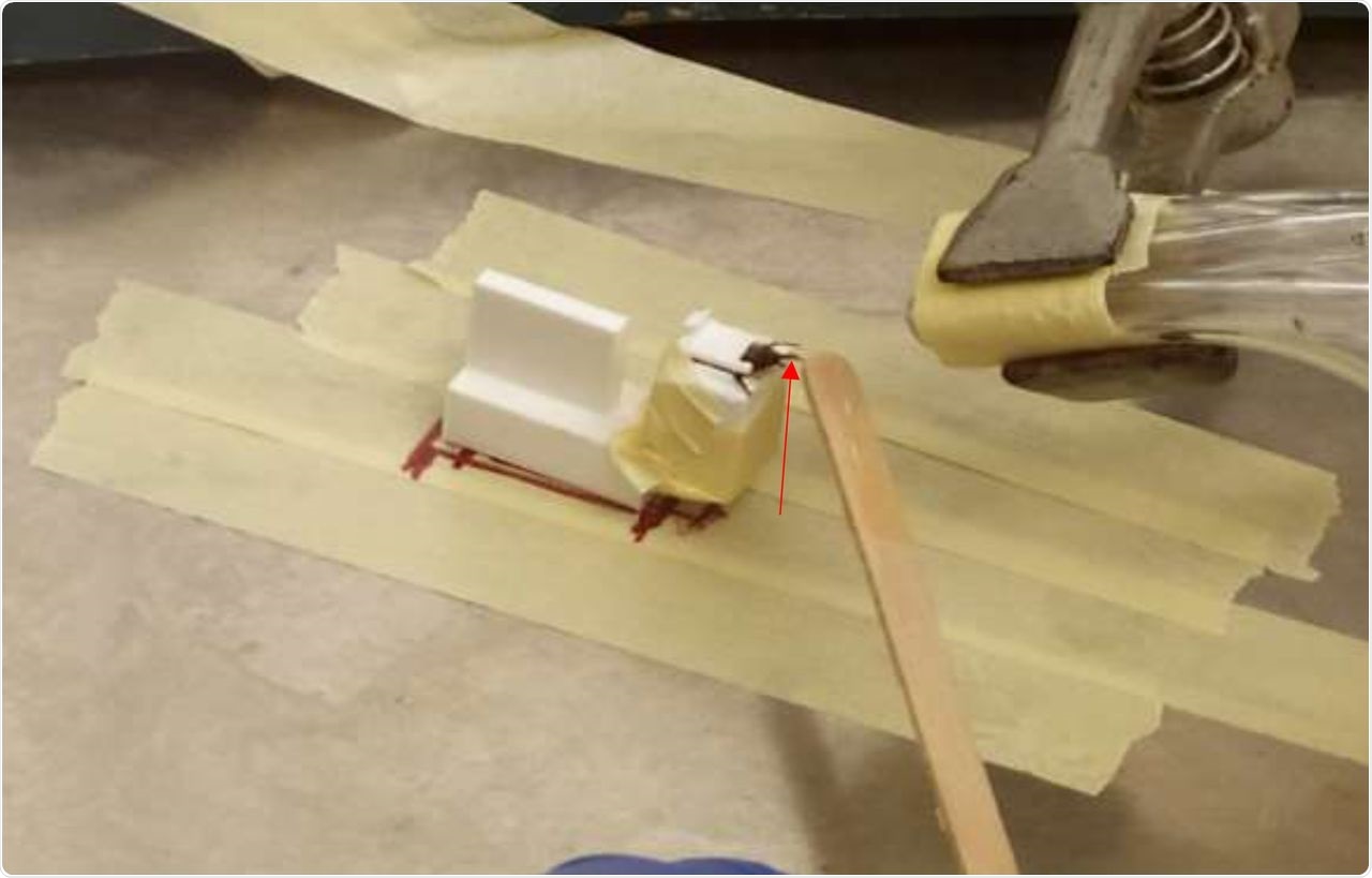 Picture of the conditioning procedure during protocol 1. A single honeybee harnessed inside our custom-made bee-holder. The bee has just been exposed to a positive sample and been provided with a wooden stick soaked in sugar water, which has led her to express the Proboscis Extension Reflex (PER). The red arrow indicates the bee’s proboscis.