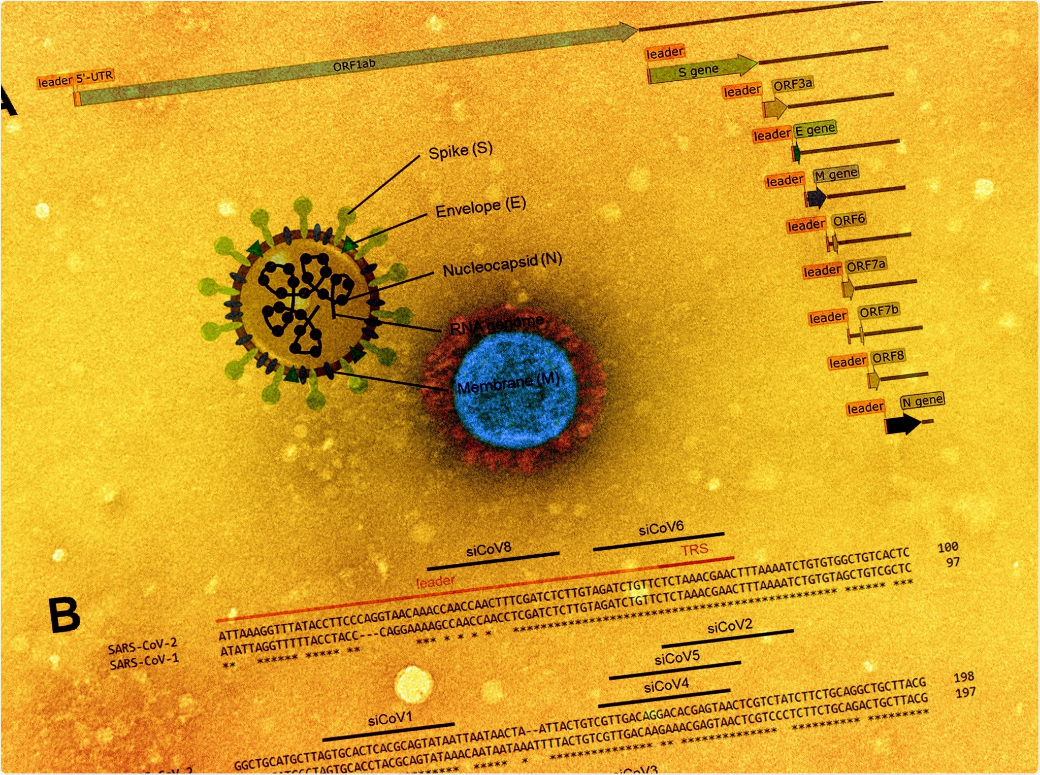 Study: Inhibition of SARS-CoV-2 Replication by a Small Interfering RNA Targeting the Leader Sequence. Image Credit: NIAID