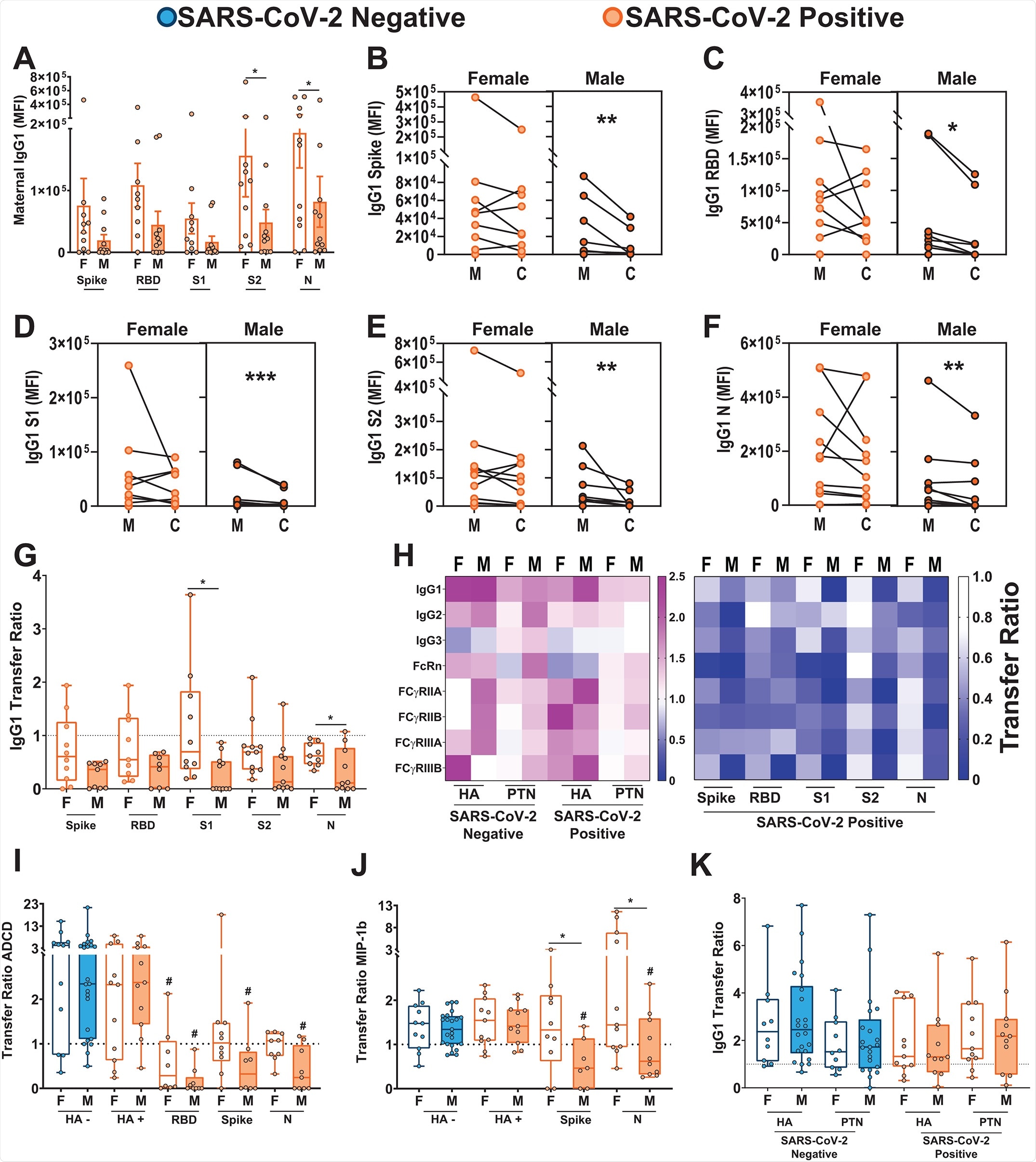 SARS-CoV-2 positive mothers with male fetuses demonstrate reduced maternal titers and placental transfer of SARS-CoV-2-specific antibodies compared to those with female fetuses.A. Bar graphs depict spike protein-, RBD-, S1-, S2-, and N protein-specific maternal IgG1 titers (n = 11 per group). F indicates female and M indicates male fetus. Differences across groups were assessed by two-way ANOVA followed by Bonferroni post-hoc analyses. There was a main effect of fetal sex on maternal IgG1 titers. MFI, Median Fluorescence Intensity. *p < 0.05. B to F. Dot plots showing relative spike protein- (B), RBD- (C), S1- (D), S2- (E), and N protein-specific (F) maternal blood (M) and cord blood (C) titers of IgG1 (n = 11 per group). Female neonates of -CoV-2 positive mothers are shown in light orange. Males born to SARS-CoV-2 positive mothers are shown in dark orange. All values reflect PBS background correction. Group differences were assessed by Wilcoxon matched-pairs signed rank test. * p<0.05, ** p<0.01, *** p<0.001. G. Box-and-whisker plots show the placental transfer ratios (cord:maternal ratios) for IgG1 against the SARS-CoV-2 antigens spike protein, RBD, S1, S2, and N. SARS-CoV-2 positive maternal status is shown in orange (female, F: open bars; male, M: shaded bars). All values are PBS background corrected. (n = 11 per group). Differences across groups were assessed by Kruskal-Wallis test followed by Dunn’s post-hoc analyses. Dotted line denotes a transfer ratio of 1 or 100%. * p<0.05. H. Heatmap depicting the median PBS background-corrected cord:maternal transfer ratio of HA, PTN, spike protein, RBD, S1, S2, and N protein across all antibody subclasses and Fc receptor binding profiles in both SARS-CoV-2 negative and positive maternal:neonate dyads. I and J. Box-and-whisker plots depicting transfer ratios (cord:maternal) for HA, RBD, spike protein, or N protein-specific antibodies (n = 11 to 23 per group) mediating antibody-dependent complement deposition (ADCD, I) and macrophage inflammatory protein-1β (MIP-1β) expression (J). SARS-CoV-2 negative maternal status is shown in blue (female: open bars; male: shaded bars) and SARS-CoV-2 positive maternal status is shown in orange (female: open bars; male: shaded bars). HA - indicates presence of antibodies specific to HA antigen in SARS-CoV-2 negative pregnancies, HA + indicates presence of antibodies specific to HA antigen in SARS-CoV-2 positive pregnancies. Differences across groups were assessed by Kruskal-Wallis test followed by Dunn’s post-hoc analyses. For each SARS-CoV-2 antigen, post-hoc analyses were performed against the HA-specific activity using the matched SARS-CoV-2 positive dyad. # p < 0.01 compared to HA transfer ratio for SARS-CoV-2 positive samples of that sex, * p < 0.01 compared to indicated group. K. The box-and-whisker plots show the transfer ratios (cord:maternal ratio) for IgG1 against HA and PTN in maternal:neonate dyads from either SARS-CoV-2 negative or SARS-CoV-2 positive pregnancies (n = 11 to 23 per group). SARS-CoV-2 negative are shown in blue (female: open bars; male: shaded bars) and SARS-CoV-2 positive are shown in orange (female: open bars; male: shaded bars). Differences across groups were assessed by Kruskal-Wallis test followed by Dunn’s post-hoc analyses. In panels I to K, dotted line denotes transfer ratio of 1 or 100%. * p<0.05. For box and whisker plots in A, G, I, J, and K, the box extends from 25th to 75th percentile, the whiskers depict minimum and maximum, and horizontal line depicts the median.