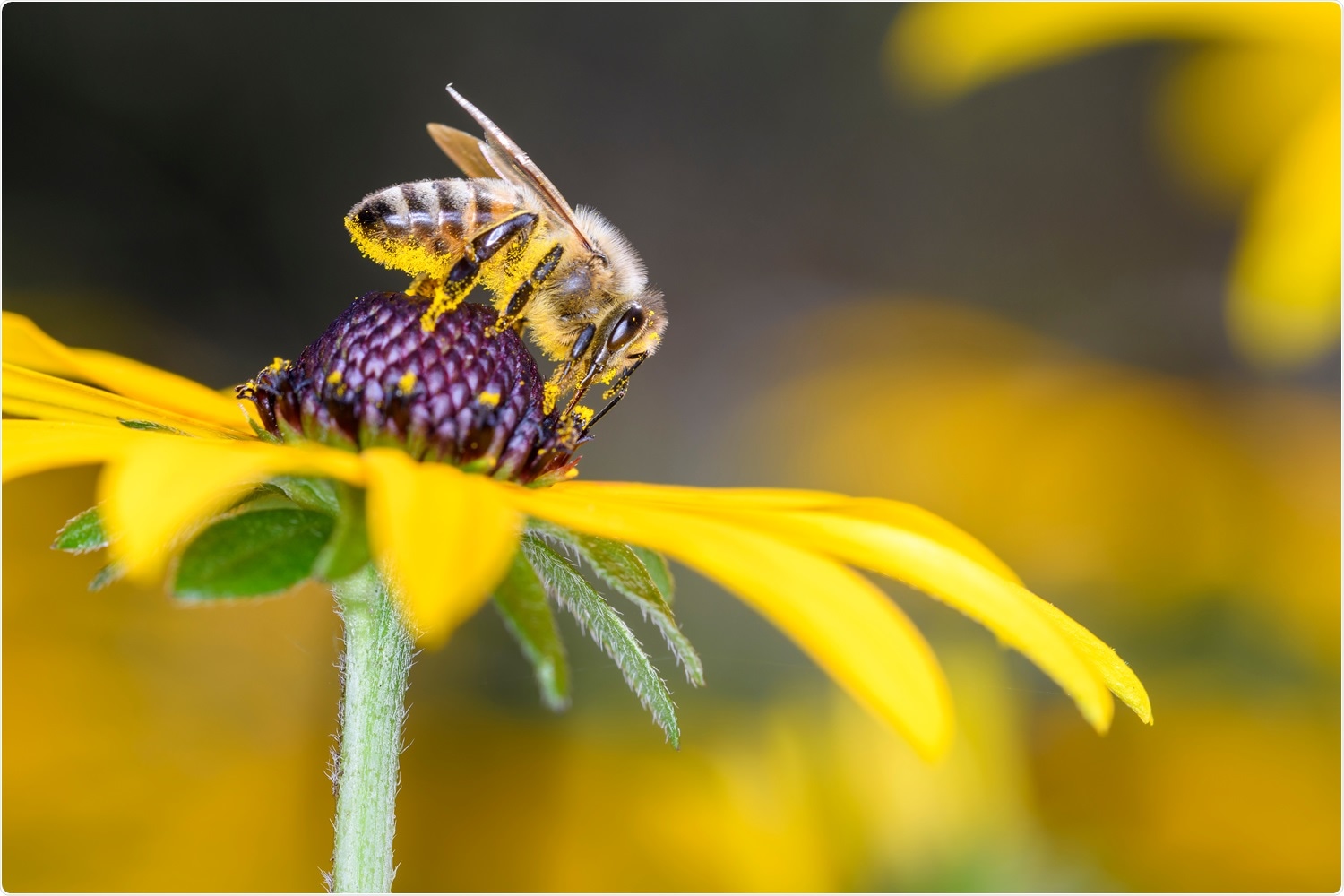 Study: Bees can be trained to identify SARS-CoV-2 infected samples. Image Credit: Dirk Daniel Mann / Shutterstock