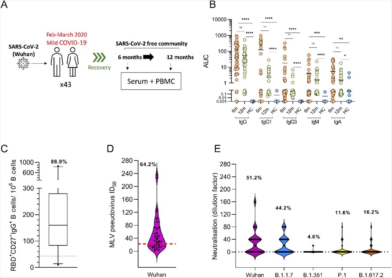 Circulating RBD-specific antibodies, memory B cells frequency and serum SARS-CoV-2 neutralisation activity at 12 months after PCR positive test. (A) Forty-three SARS-CoV-2 infected individuals who presented mild-COVID-19 symptoms were recruited after a PCR positive test and serum and PBMCs were sampled at 6 and 12 months. (B) Serum RBD-specific antibody titers, per Ig isotype, reported as area under the curve (AUC) units. Circles represent AUC individual patient values (n=43 at 6 months, orange, and 12 months, yellow,