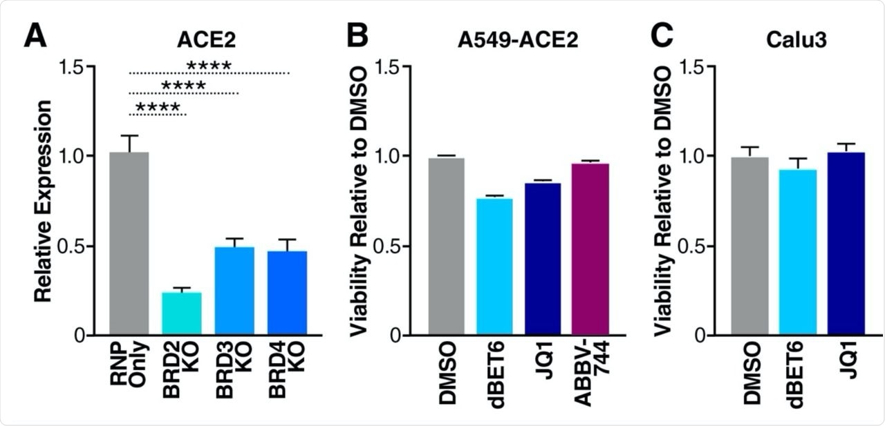 BET proteins are positive regulators of ACE2 expression A. RT-qPCR of ACE2 RNA isolated from Calu3 cells with indicated BET KOs. Data are expressed relative to RNP Only cells. Average of three independent experiments analyzed in triplicate ± SEM are shown and compared to RNP Only samples by ANOVA: ****p<0.0001. B. Viability of A549-ACE2 cells treated with DMSO (vehicle), JQ1 (500nM), dBET6 (500nM), and ABBV-744 (500nM) for 48 hours relative to DMSO. C. Viability of Calu3 cells treated with DMSO (vehicle), JQ1 (500nM), and dBET6 (500nM) for 48 hours relative to DMSO.